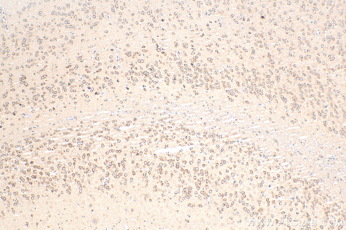 Immunohistochemical analysis of paraffin-embedded mouse brain tissue slide using 10857-1-AP (PCDHGC3 antibody) at dilution of 1:400 (under 10x lens). Heat mediated antigen retrieval with Tris-EDTA buffer (pH 9.0). IHC staining of mouse brain using 10857-1-AP