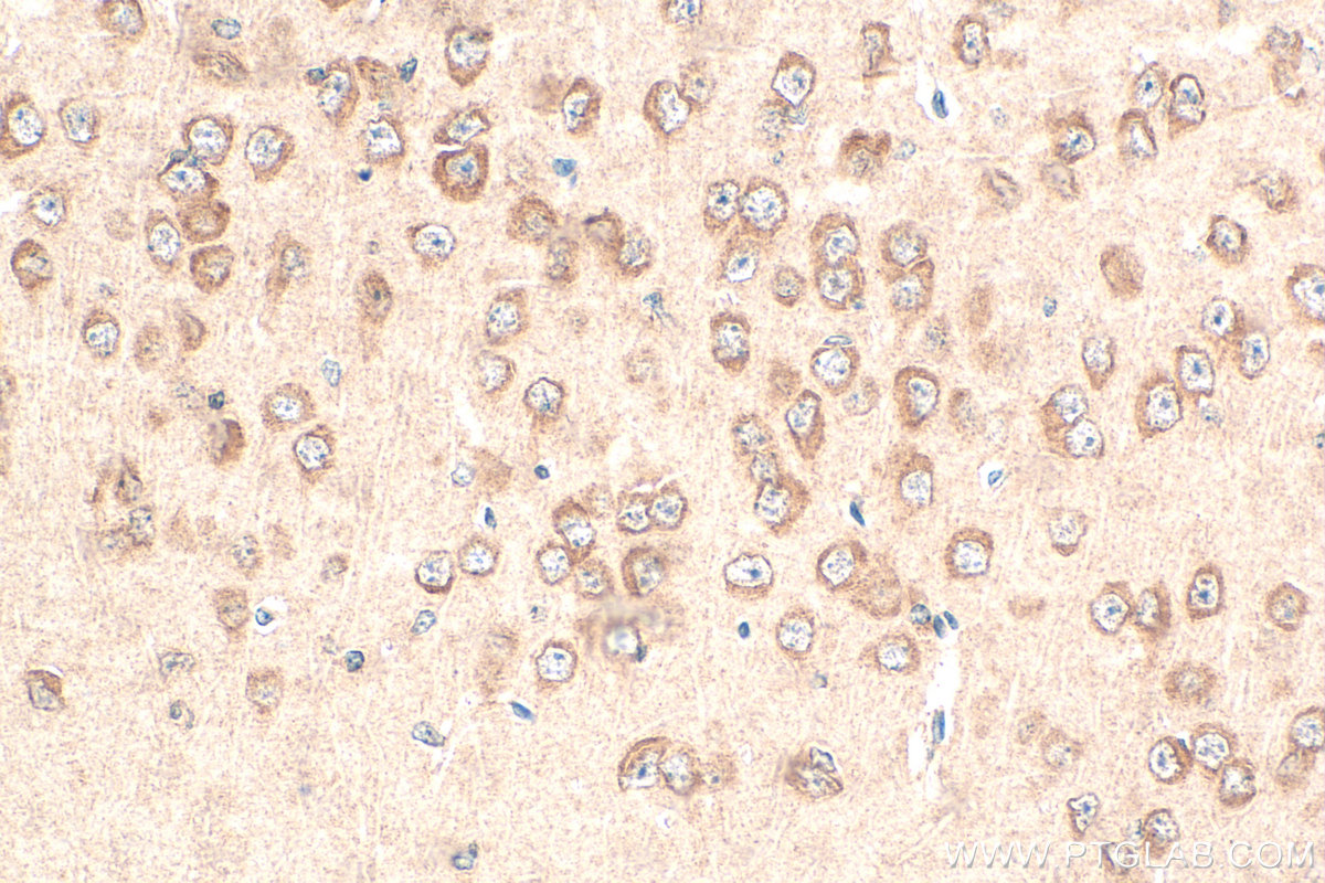 Immunohistochemical analysis of paraffin-embedded mouse brain tissue slide using 10857-1-AP (PCDHGC3 antibody) at dilution of 1:400 (under 40x lens). Heat mediated antigen retrieval with Tris-EDTA buffer (pH 9.0). IHC staining of mouse brain using 10857-1-AP