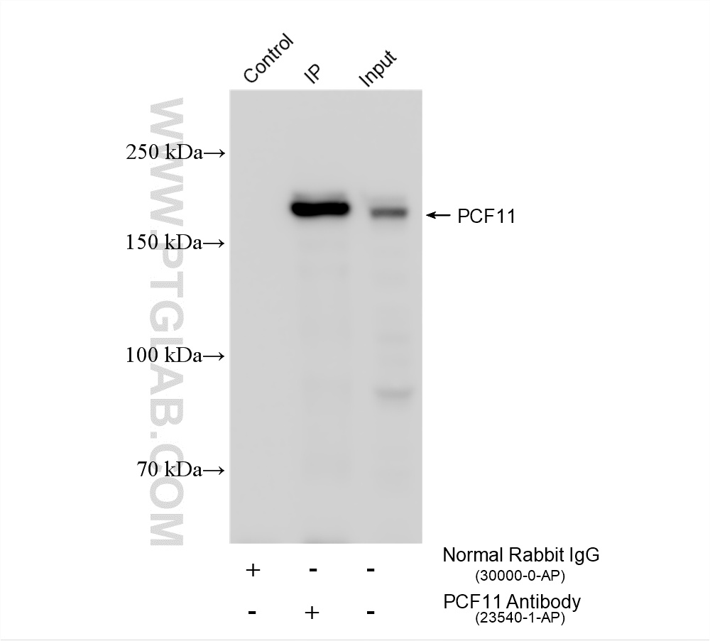 IP experiment of Jurkat using 23540-1-AP