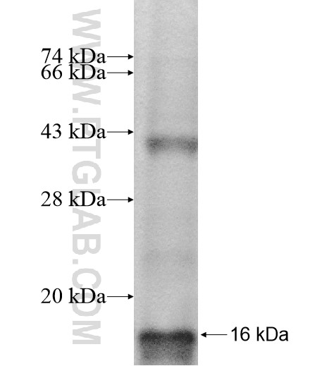 PCGF3 fusion protein Ag11404 SDS-PAGE PCGF3 fusion protein Ag11404 SDS-PAGE