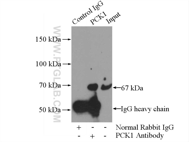 IP experiment of HepG2 using 16754-1-AP