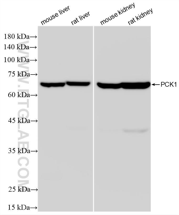 WB analysis using 87901-3-RR WB analysis using 87901-3-RR