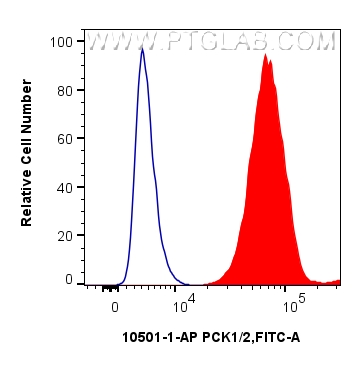 1x10^6 HepG2 cells were intracellularly stained with 0.25 ug PCK1/2 Polyclonal antibody (14892-1-AP) and CoraLite®488-Conjugated Goat Anti-Rabbit IgG(H+L) (<a class='green' href='/productredirect?CatalogNo=SA00013-2' target='_blank'>SA00013-2</a>)(red), or 0.25 ug Isotype Control (blue). Cells were fixed and permeabilized with Intracellular Flow Cytometry Fixation & Permeabilization Buffer Kit (<a class='green' href='/productredirect?CatalogNo=PF00019' target='_blank'>PF00019</a>). FC experiment of HepG2 using 14892-1-AP