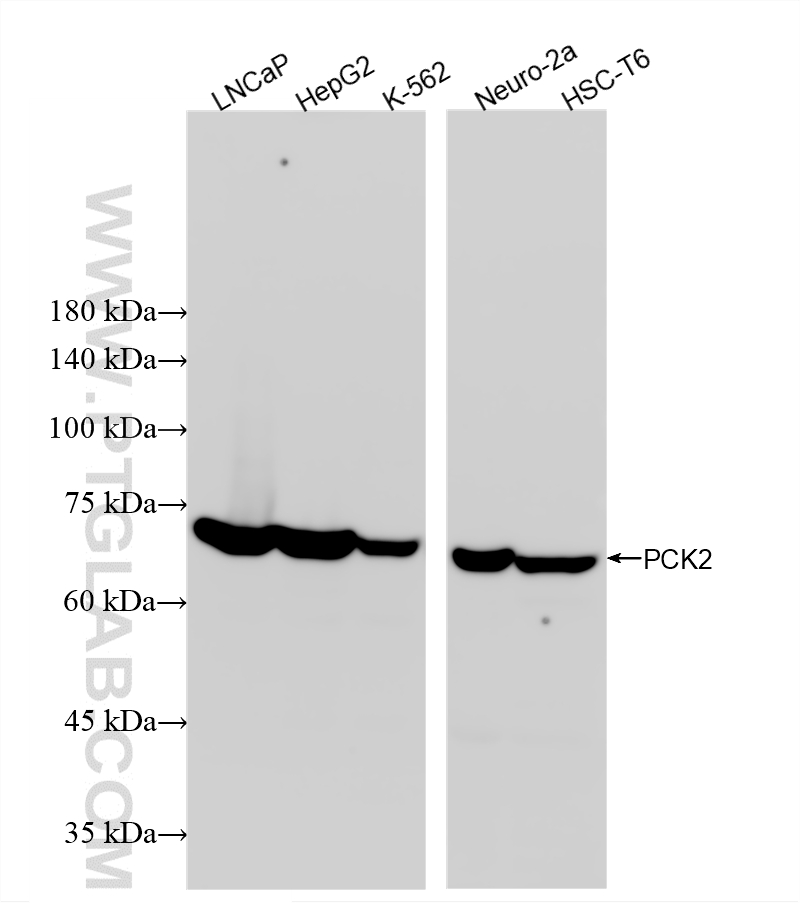 WB analysis using 88027-1-RR WB analysis using 88027-1-RR
