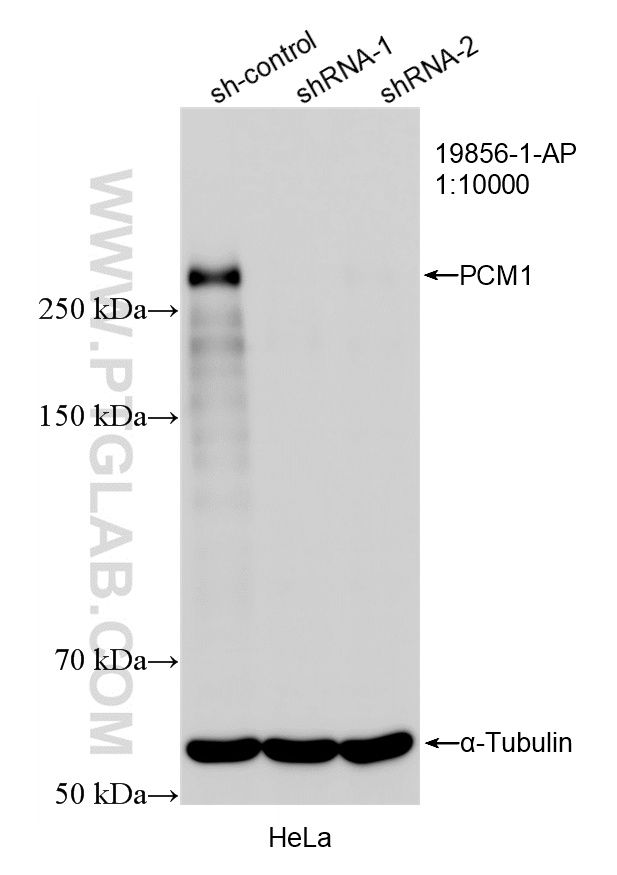 WB result of PCM1 antibody (19856-1-AP; 1:10000; incubated at room temperature for 1.5 hours) with sh-Control and sh-PCM1 transfected HeLa cells. WB analysis of HeLa using 19856-1-AP