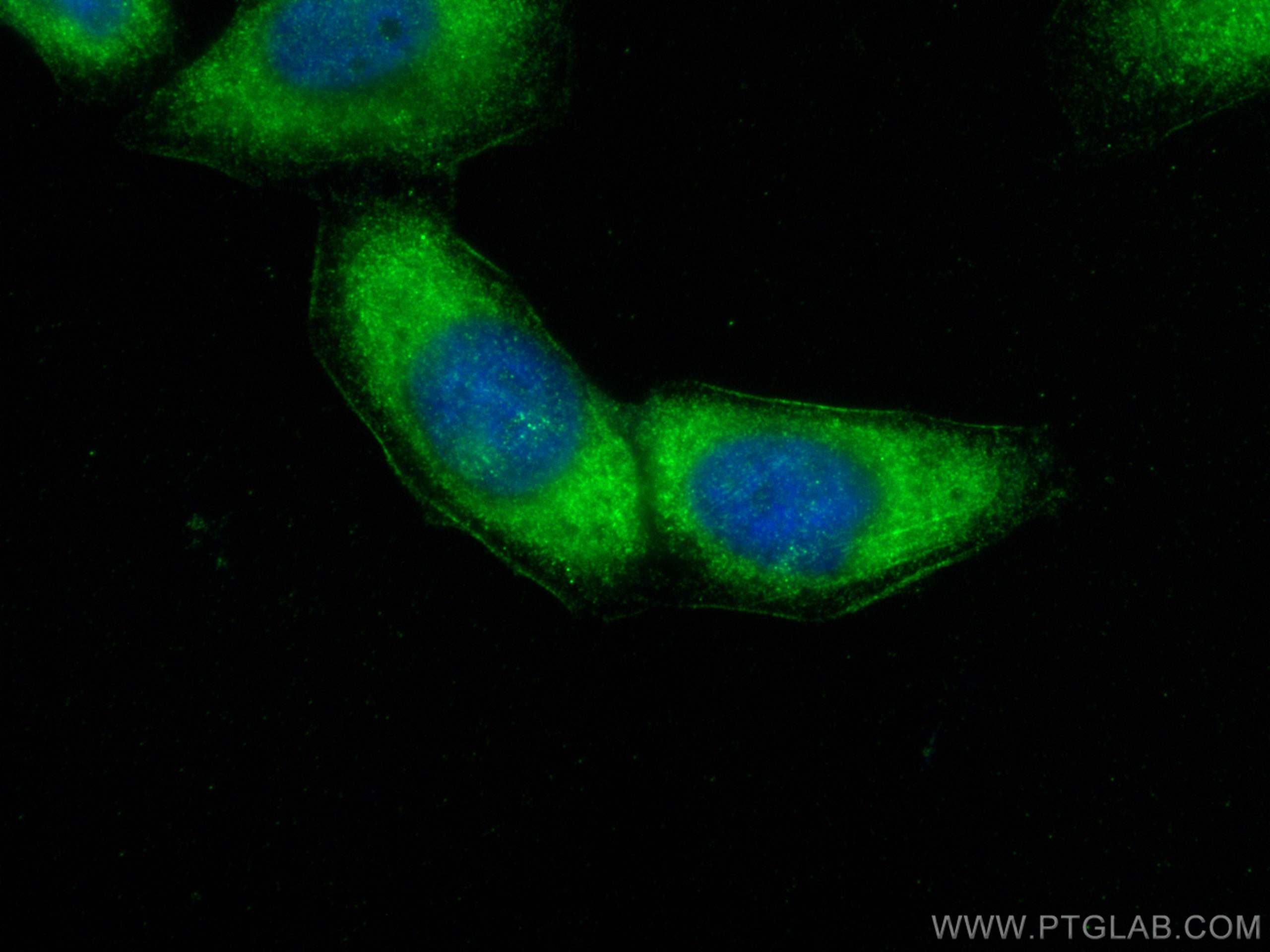 IF Staining of HepG2 using 24425-1-AP (same clone as 24425-1-PBS)
