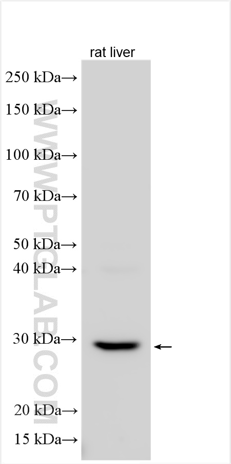 WB analysis using 24425-1-AP