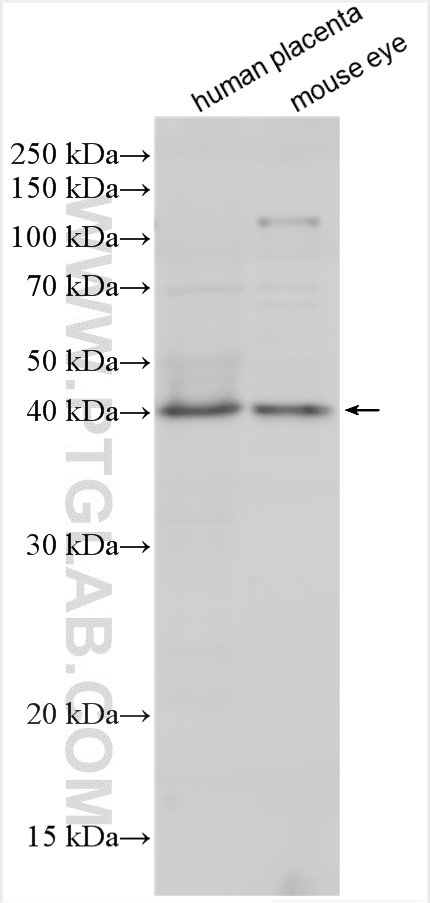 WB analysis using 24425-1-AP