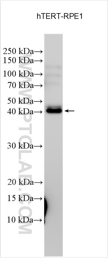 WB analysis using 24425-1-AP