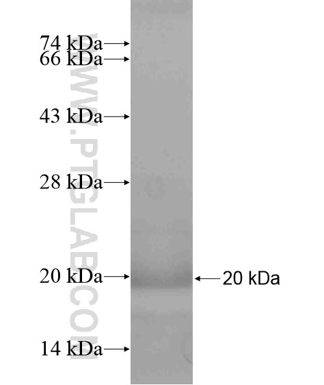 PCMTD1 fusion protein Ag19629 SDS-PAGE PCMTD1 fusion protein Ag19629 SDS-PAGE