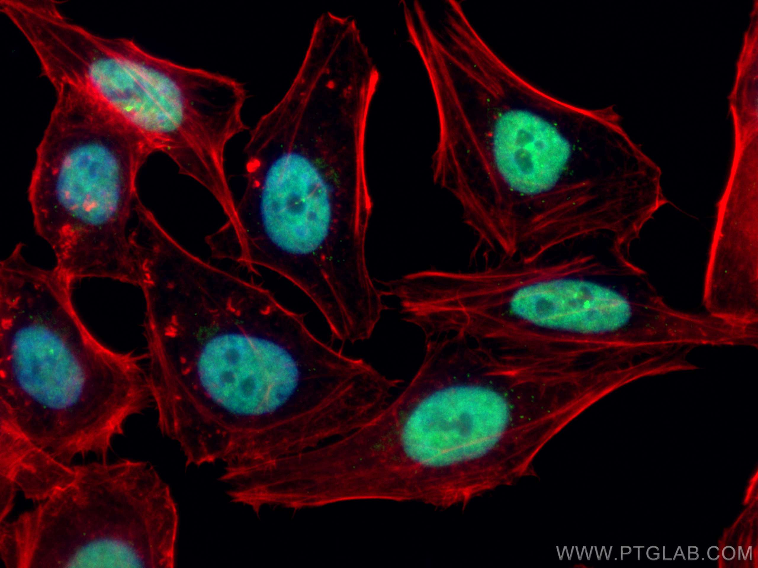 IF Staining of HepG2 using 10205-2-AP