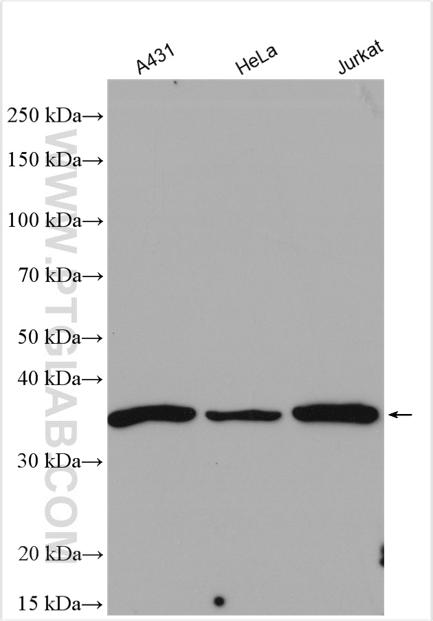 WB analysis using 10205-2-AP