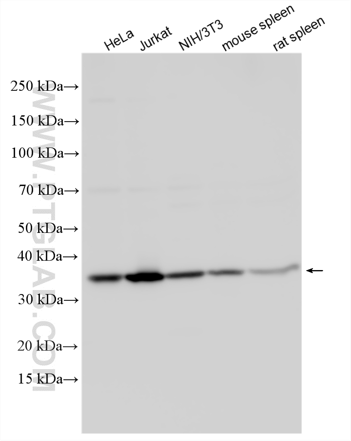 Various lysates were subjected to SDS PAGE followed by western blot with 10205-2-AP (PCNA antibody) at dilution of 1:20000 incubated at room temperature for 1.5 hours. WB analysis using 10205-2-AP
