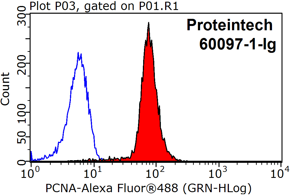 PCNA