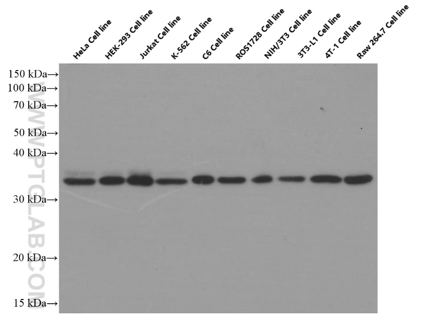 WB analysis of HeLa using 60097-1-Ig (same clone as 60097-1-PBS)