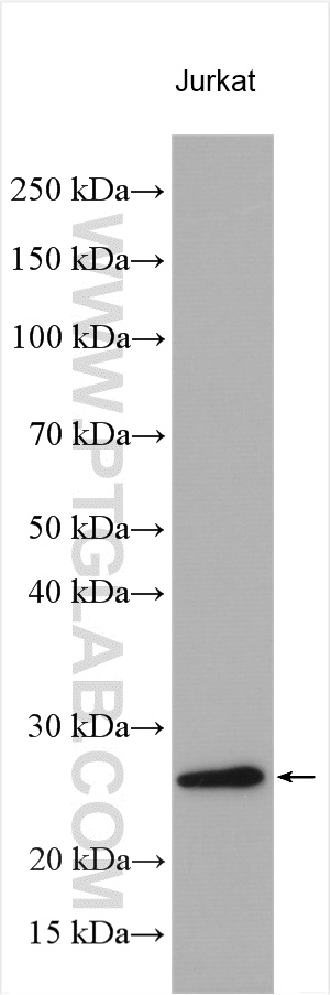 WB analysis using 11180-2-AP