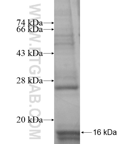 PCNXL2 fusion protein Ag14845 SDS-PAGE PCNXL2 fusion protein Ag14845 SDS-PAGE