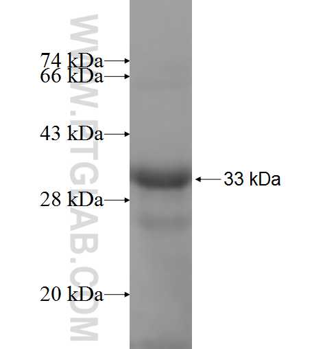 PCOLCE fusion protein Ag7061 SDS-PAGE