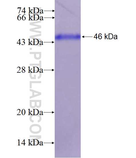 PCSK1 fusion protein Ag28203 SDS-PAGE