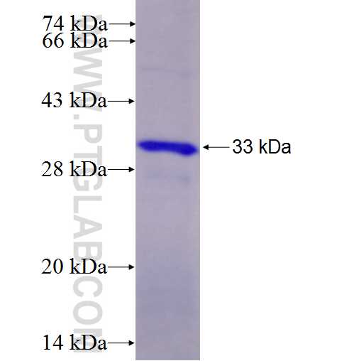 PCSK4 fusion protein Ag8023 SDS-PAGE