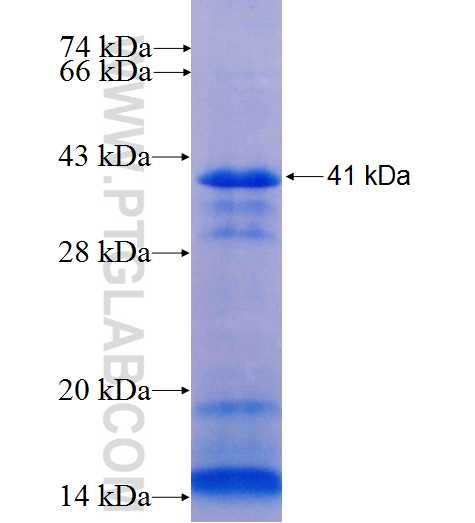 PC5 fusion protein Ag9552 SDS-PAGE