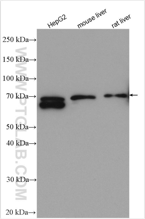 WB analysis using 27882-1-AP