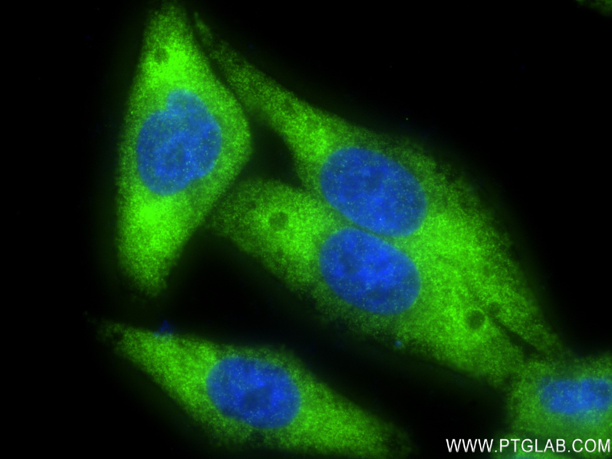 IF Staining of HepG2 using 83004-4-RR