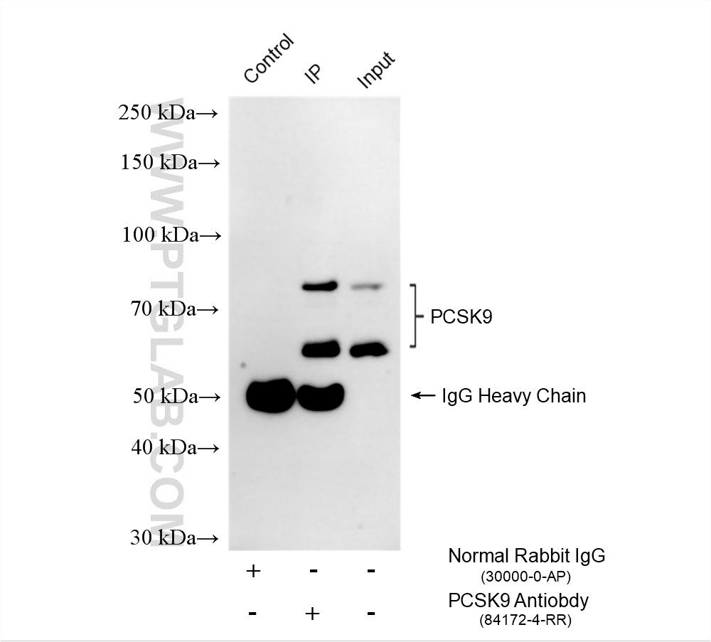 IP experiment of HepG2 using 84172-4-RR (same clone as 84172-4-PBS)
