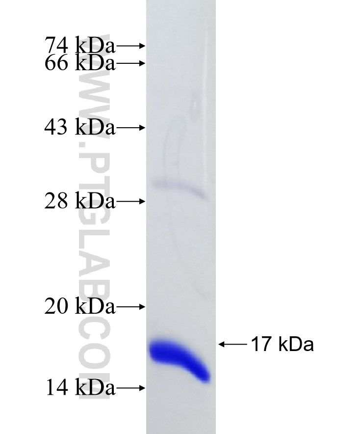 PCYOX1L fusion protein Ag33077 SDS-PAGE