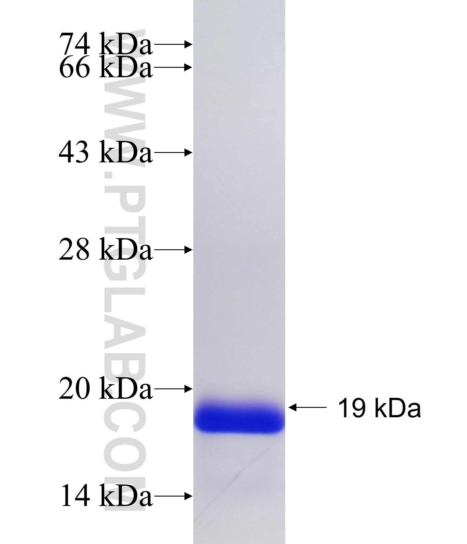 PCYT1A fusion protein Ag34235 SDS-PAGE