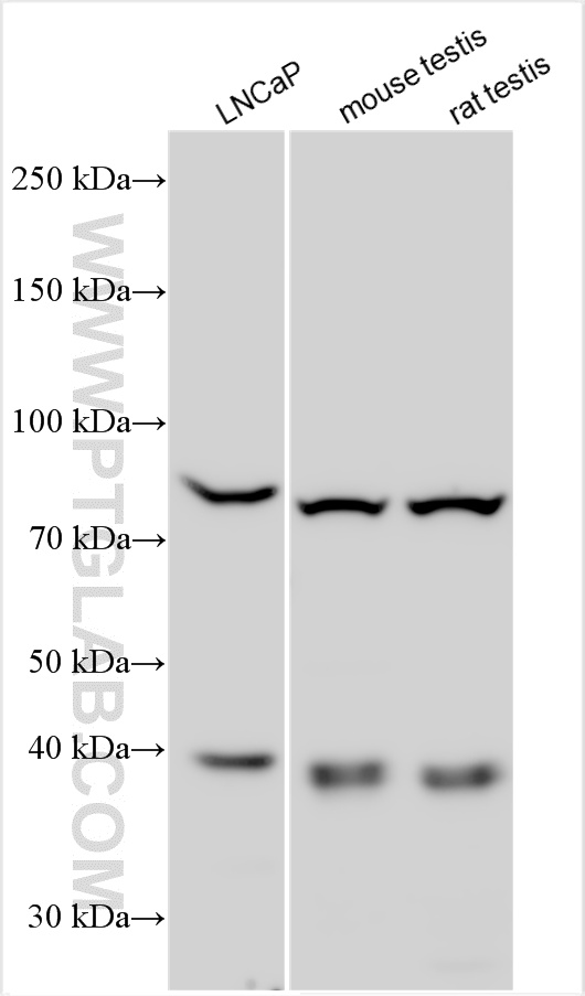 WB analysis using 13765-1-AP
