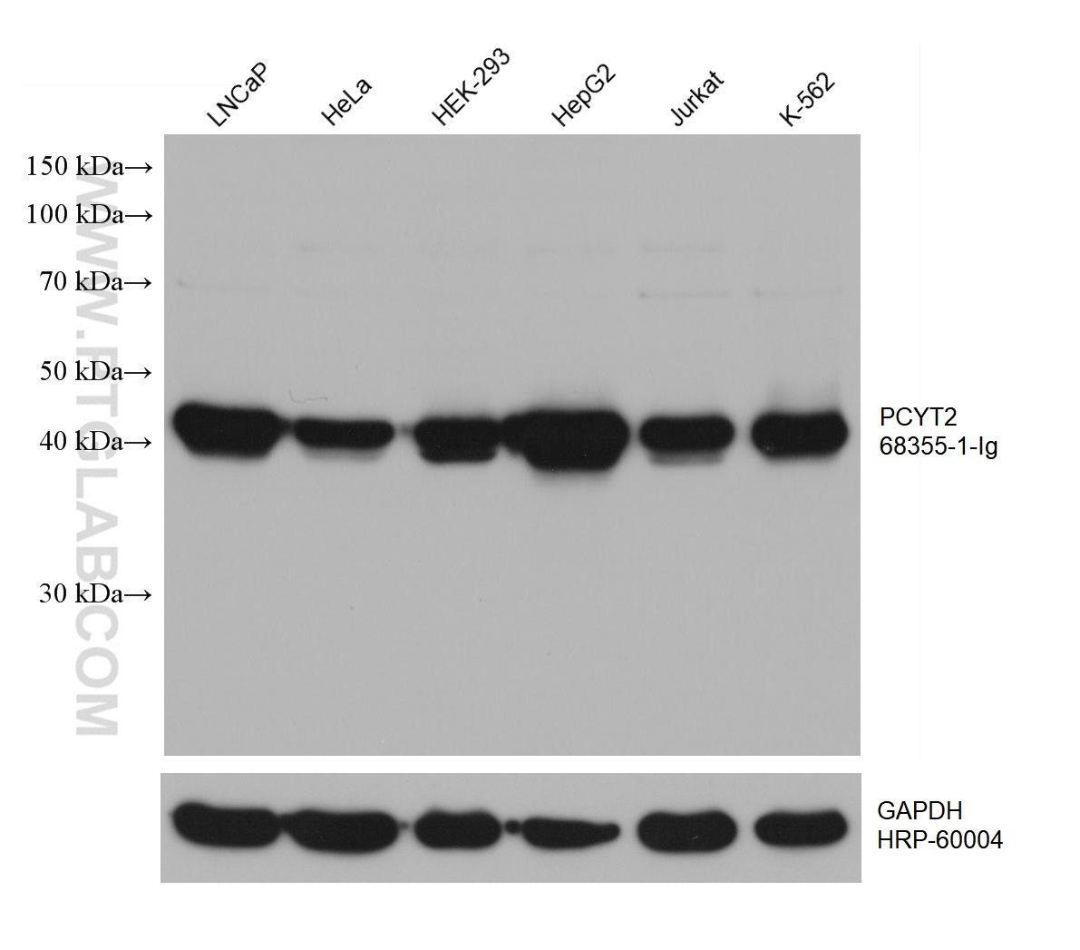 WB analysis using 68355-1-Ig