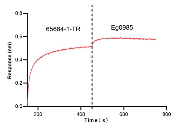 Inhibition assay of PD-1(CD279) using 65684-1-TR by Biolayer interferometry (BLI). Biolayer interferometry (BLI) inhibition results demonstrate that 65684-1-TR effectively blocks the PD-1/PD-L1 immune checkpoint interaction. In the assay, mouse PD-1 (Eg0918) was immobilized, saturated with 65684-1-TR, and then challenged with mouse PD-L1 (Eg0985). The compound achieved an inhibition rate of 0.237, corresponding to 76.3% suppression of PD-L1 binding, supporting its potential as a functional immune checkpoint inhibitor. Blocking experiment of Recombinant protein using 65684-1-TR