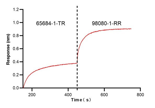 Biolayer interferometry (BLl) epitope binding assay of 65684-1-TR and <a class='green' href='/productredirect?CatalogNo=98080-1-RR' target='_blank'>98080-1-RR</a>. Biolayer interferometry (BLl) epitope binning assay revealed distinct binding epitopes for 65684-1-TR and <a class='green' href='/productredirect?CatalogNo=98080-1-RR' target='_blank'>98080-1-RR</a>. 5 ug/ml mouse PD-1 (Eg0918) was immoblized onto anti-His probe, followed by binding to 65684-1-TR until saturation, and then the binding signal of <a class='green' href='/productredirect?CatalogNo=98080-1-RR' target='_blank'>98080-1-RR</a> with binded PD-1 complex was detected. The inhibition rate (the rate of inhibited response to uninhibited response) is 0.969. Blocking experiment of Recombinant protein using 65684-1-TR