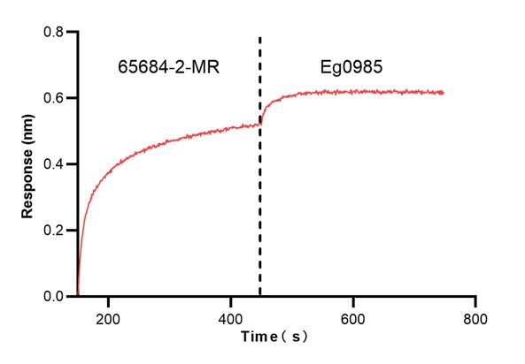 Inhibition assay of PD-1(CD279) using 65684-2-MR by Biolayer interferometry (BLI). Biolayer interferometry (BLI) inhibition assay confirms that 65684-2-MR efficiently blocks the interaction between PD-1 and PD-L1. During the assay, mouse PD-1 (Eg0918) was immobilized, incubated with 65684-2-MR to saturation, and then exposed to mouse PD-L1 (Eg0985). The results show an inhibition rate of 0.384, equivalent to 61.6% suppression of PD-L1 binding, demonstrating the strong potential of 65684-2-MR as a PD-1/PD-L1 interaction inhibitor. Blocking experiment of Recombinant protein using 65684-2-MR