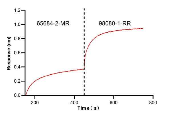 Biolayer interferometry (BLl) epitope binding assay of 65684-2-MR and <a class='green' href='/productredirect?CatalogNo=98080-1-RR' target='_blank'>98080-1-RR</a>. Biolayer interferometry (BLl) epitope binning assay revealed distinct binding epitopes for 65684-2-MR and <a class='green' href='/productredirect?CatalogNo=98080-1-RR' target='_blank'>98080-1-RR</a>. 5 ug/ml mouse PD-1 (Eg0918) was immoblized onto anti-His probe, followed by binding to 65684-2-MR until saturation, and then the binding signal of <a class='green' href='/productredirect?CatalogNo=98080-1-RR' target='_blank'>98080-1-RR</a> with binded PD-1 complex was detected. The inhibition rate (the rate of inhibited response to uninhibited response) is 1.026. Blocking experiment of Recombinant protein using 65684-2-MR