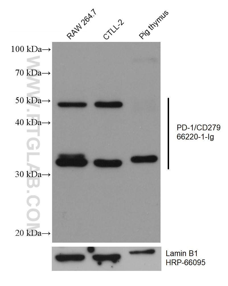 WB analysis using 66220-1-Ig