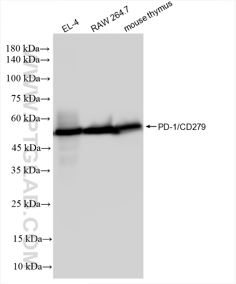 WB analysis using 83516-6-RR