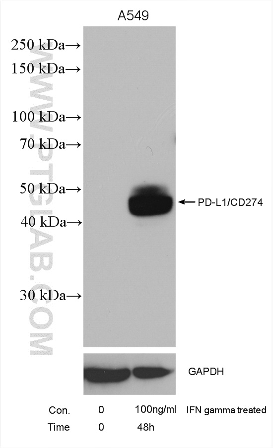 WB analysis using 28076-1-AP