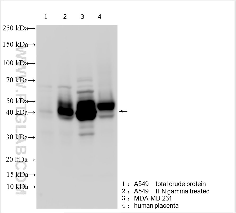 WB analysis using 28076-1-AP