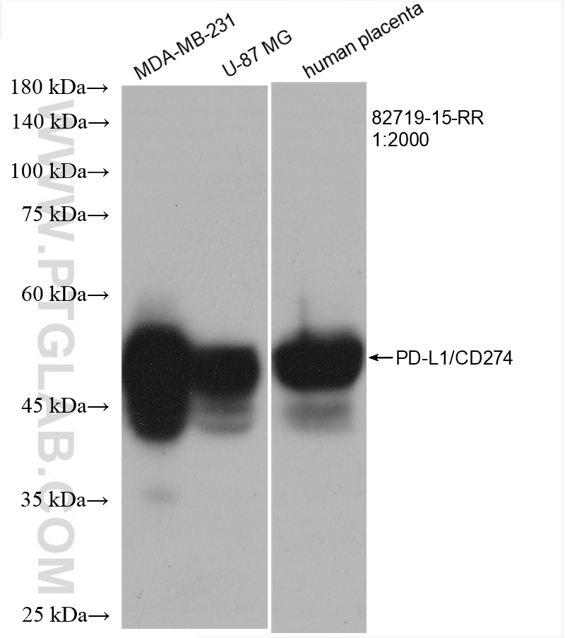 WB analysis using 82719-15-RR