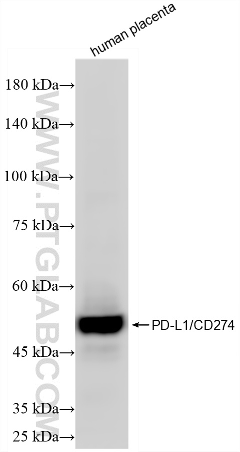 WB analysis of human placenta using 85229-23-RR