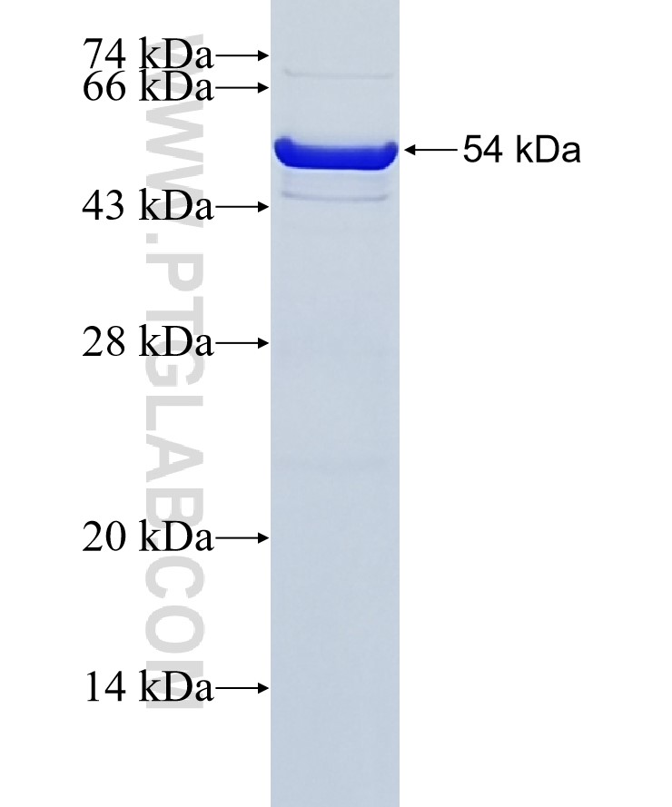 PD-L1/CD274 fusion protein Ag12432 SDS-PAGE