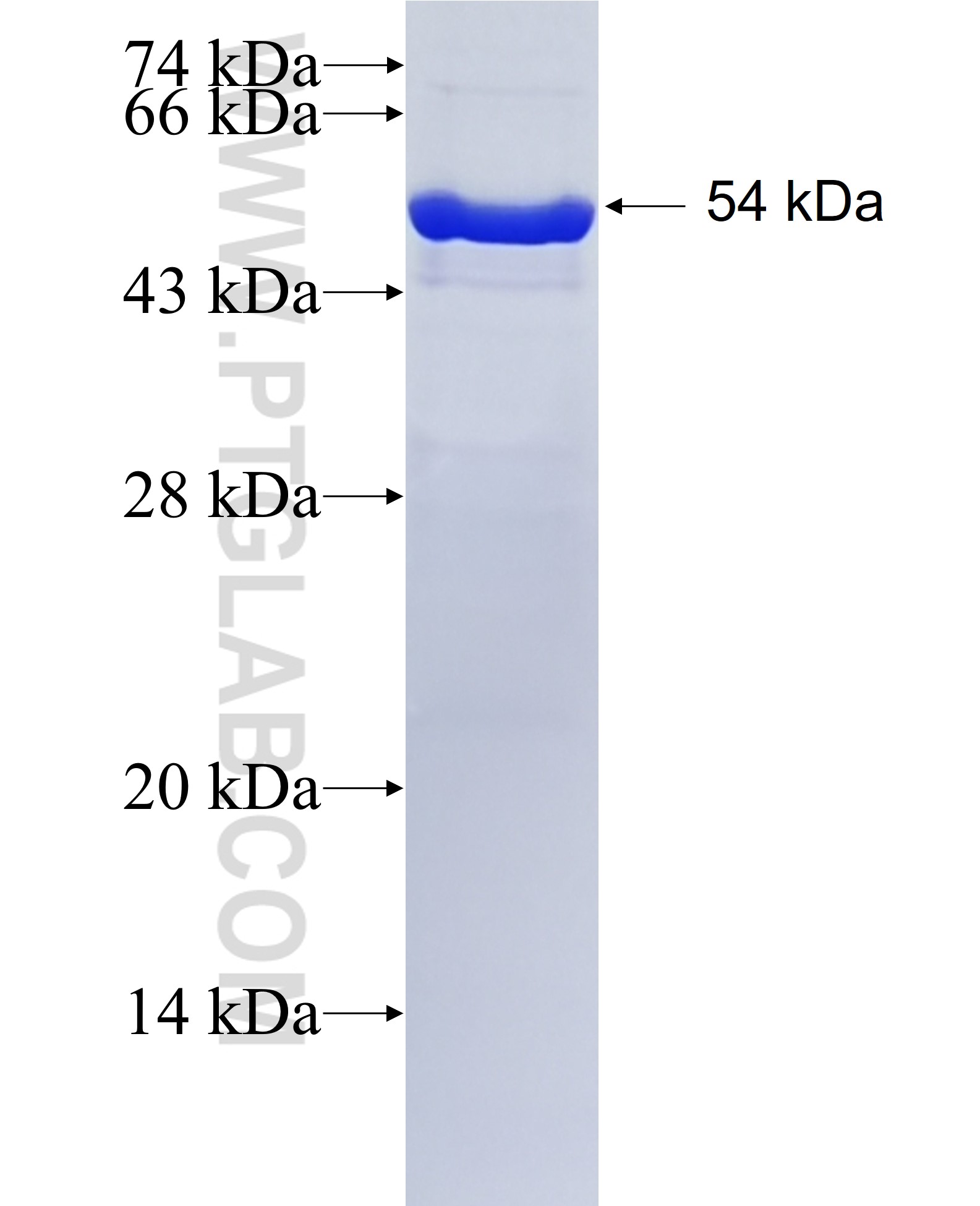 PD-L1/CD274 fusion protein Ag12432 SDS-PAGE