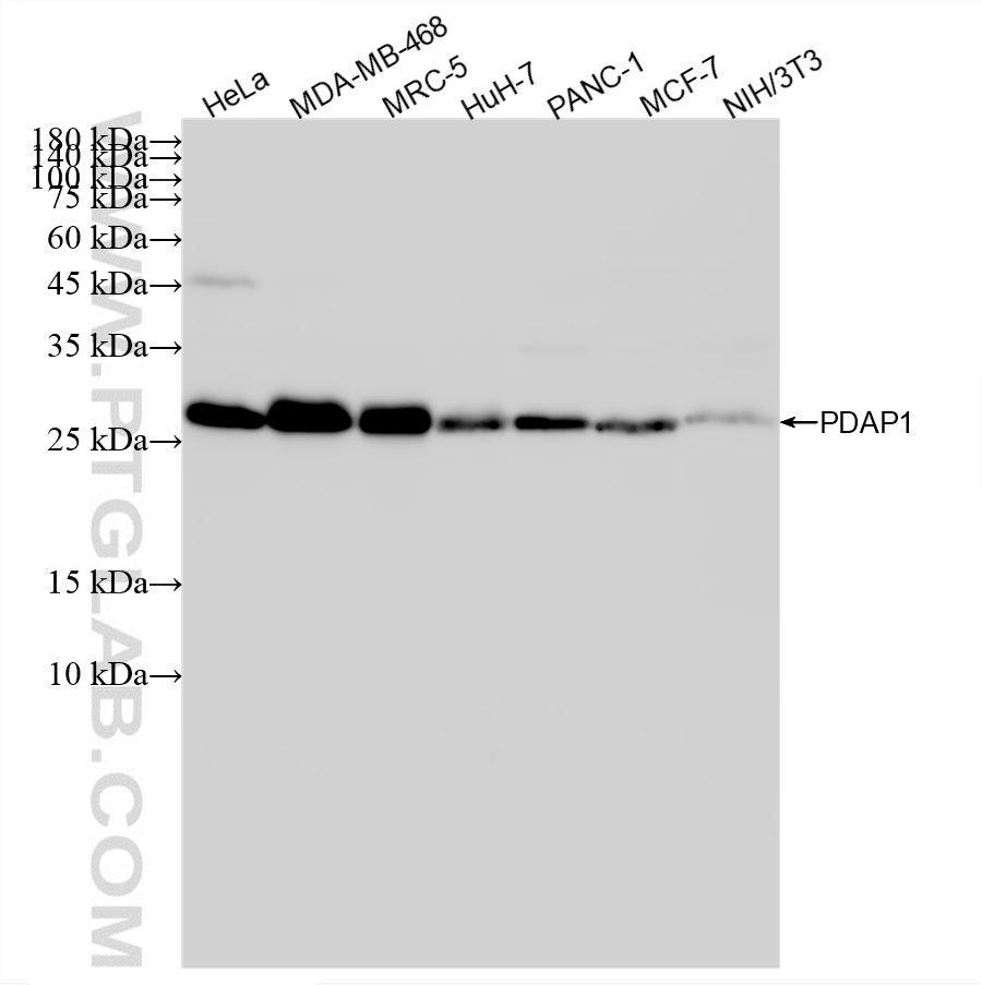 WB analysis using 87870-1-RR (same clone as 87870-1-PBS)