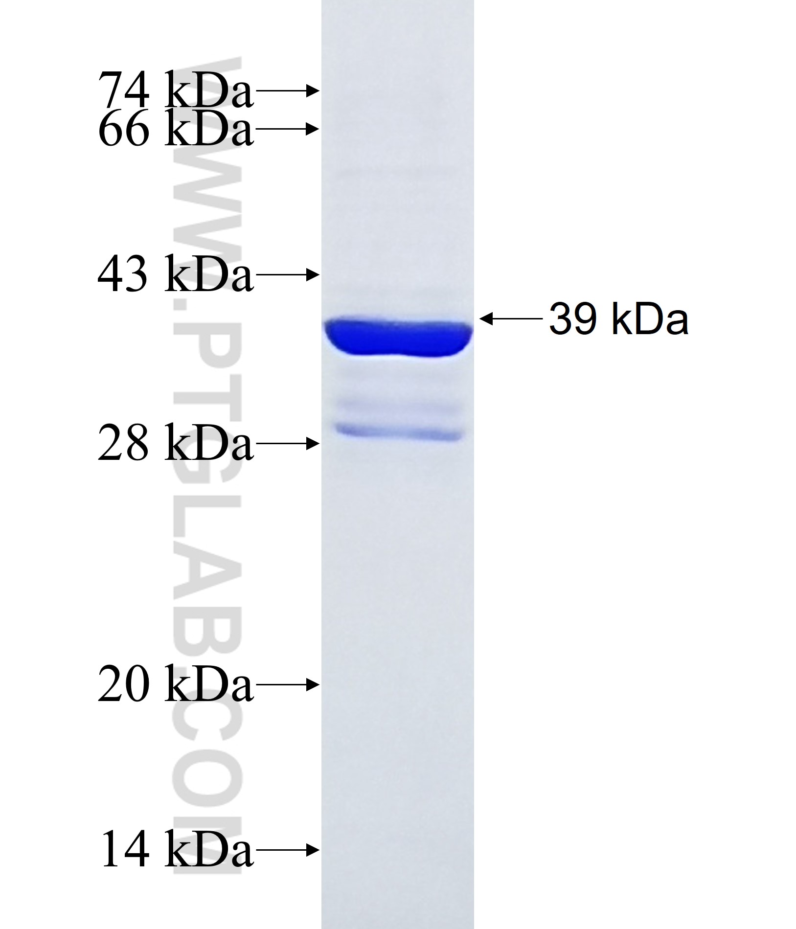 PDC fusion protein Ag37137 SDS-PAGE