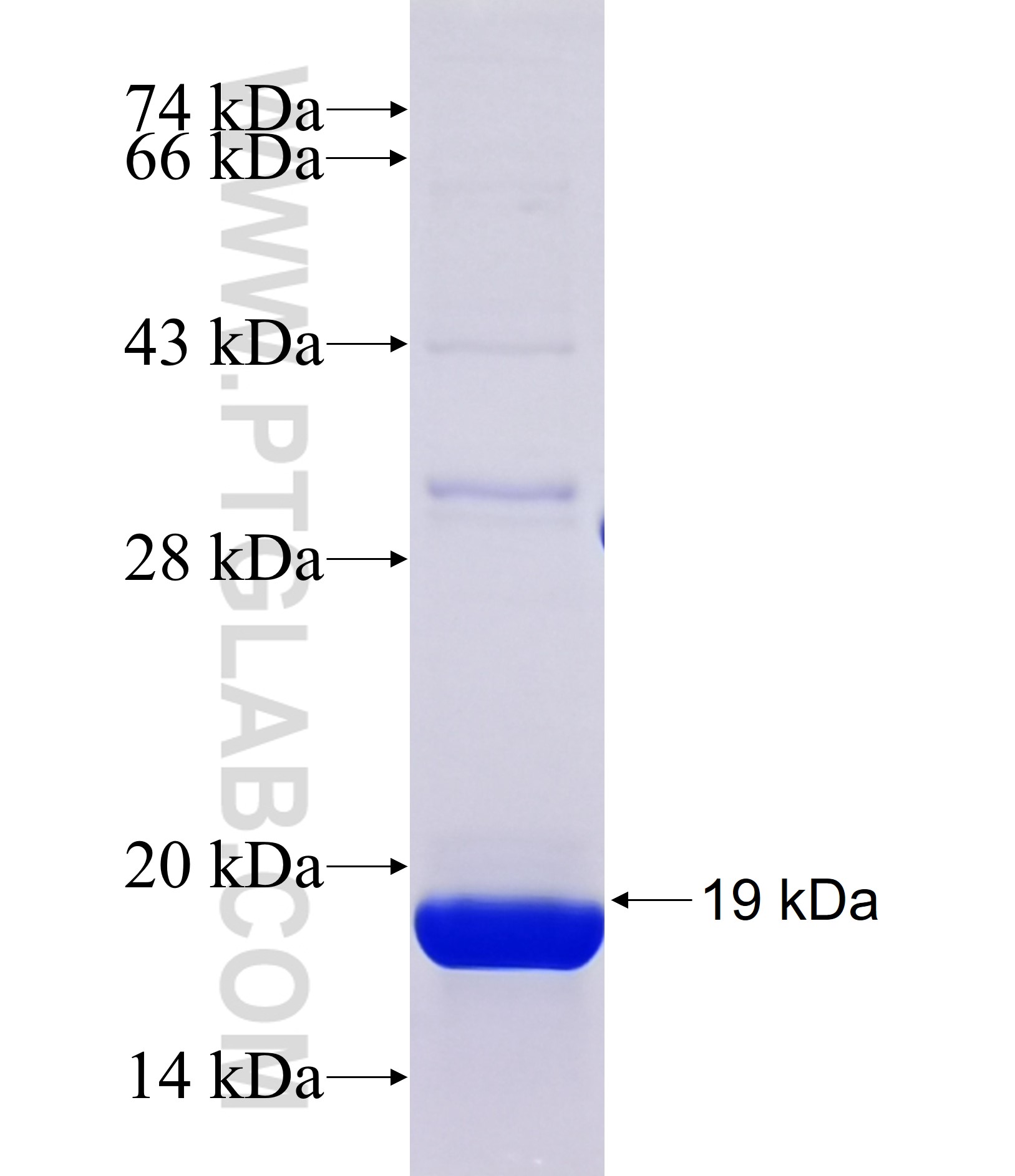 PDC fusion protein Ag37157 SDS-PAGE PDC fusion protein Ag37157 SDS-PAGE