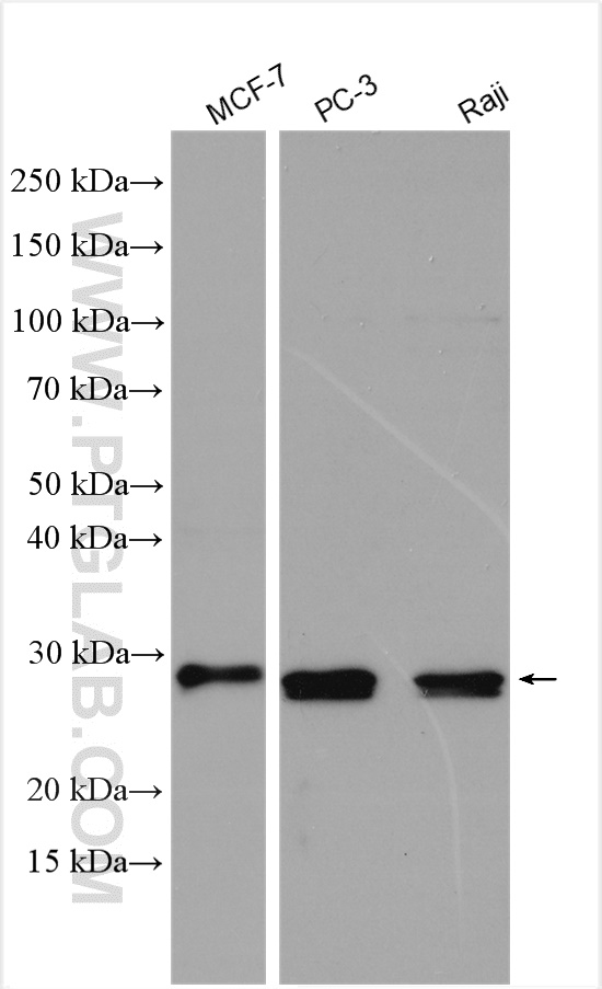 WB analysis using 10294-2-AP