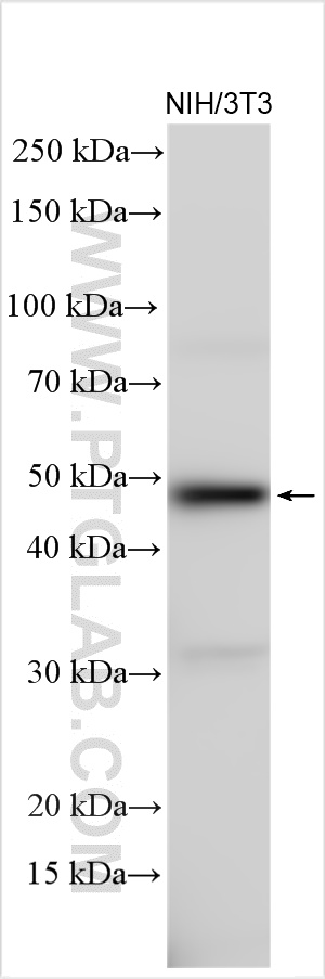 WB analysis using 18251-1-AP