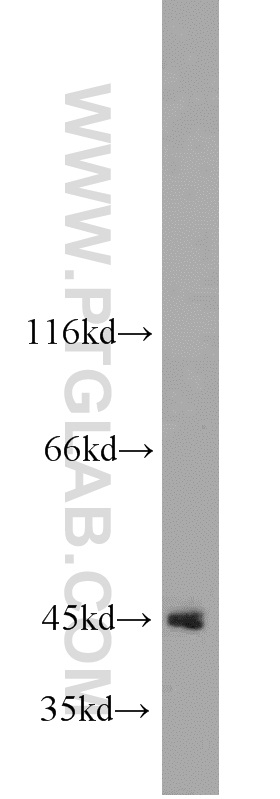 PDCD2 Polyclonal antibody